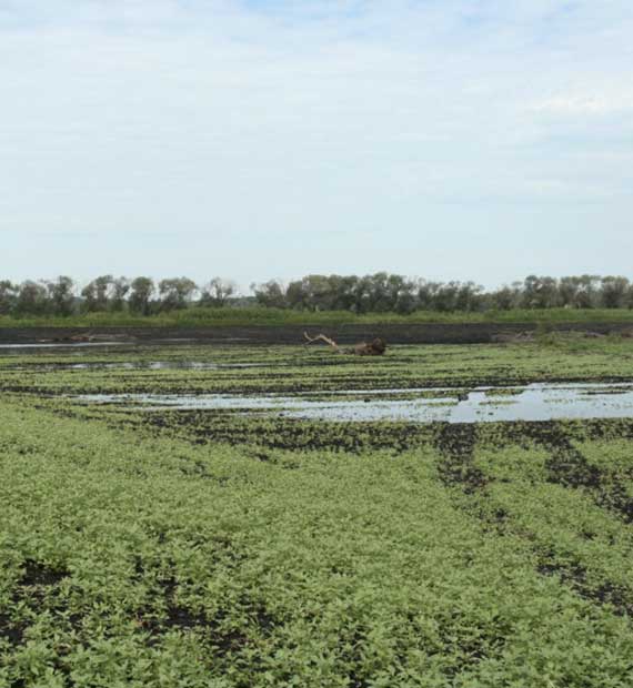 Zeloske Marsh Wetland Restoration